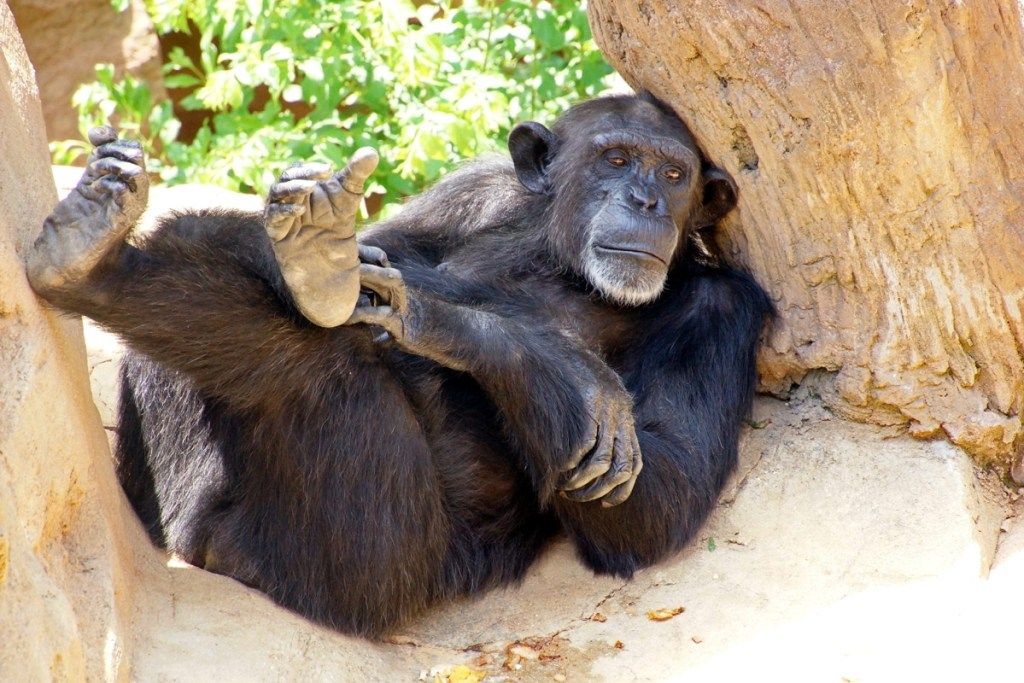 קוף נרגע על סלע בגן החיות - תמונה