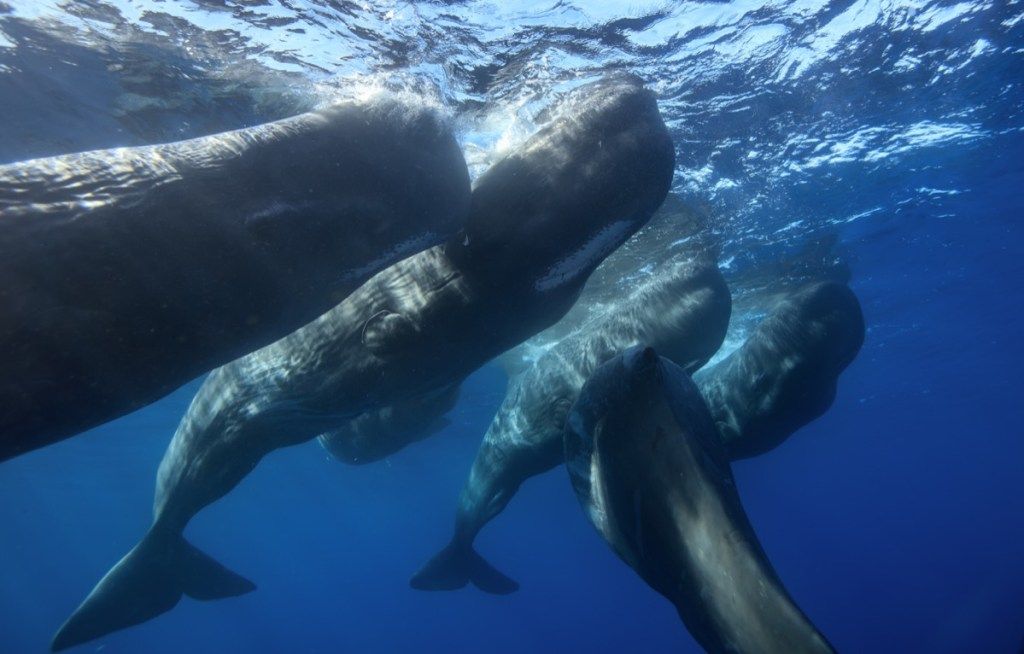 ครอบครัวของวาฬสเปิร์มใต้น้ำใกล้ผิวน้ำถ่ายจากด้านล่าง - ภาพ
