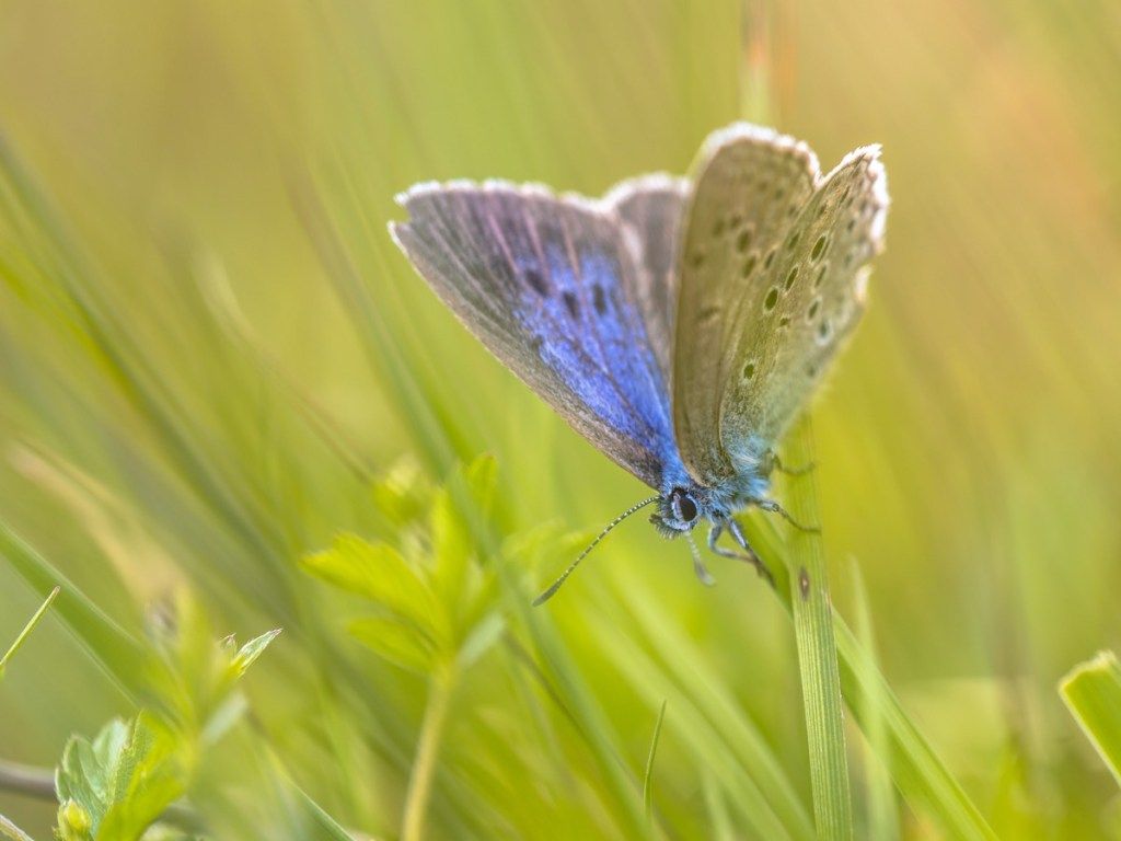 Blauer Schmetterling des Alcon (Phengaris alcon), der in der grasbewachsenen Vegetation ruht. Es kann im Mittel- bis Spätsommer fliegen gesehen werden. Wie bei einigen anderen Arten von Lycaenidae hängt das Larvenstadium (Raupe) von Ameisen ab. - Bild