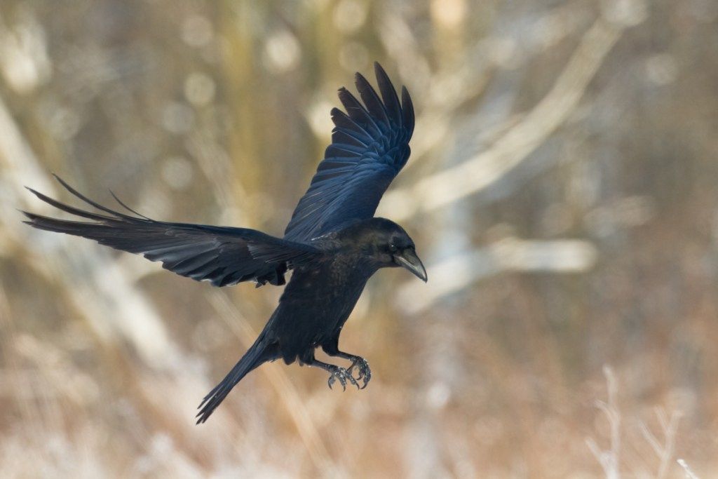 Летящ с птици черен гарван (Corvus corax). Зима. Хелоуин - Изображение