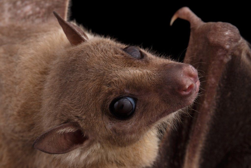 Malapitan na Egypt fruit bat o rousette, Rousettus aegyptiacus. sa nakahiwalay na itim na background - Larawan