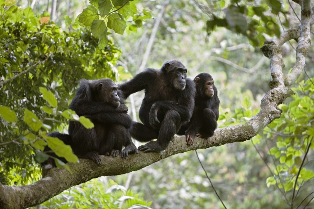 Vill sjimpanser
