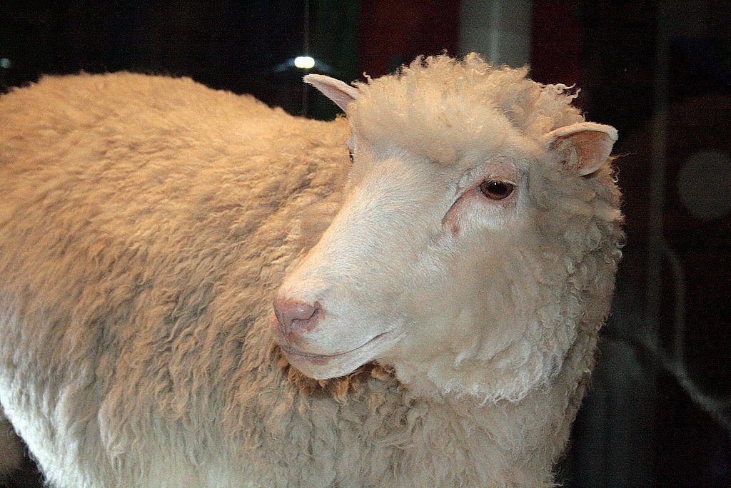 Moksliniai avių atradimai Dolly