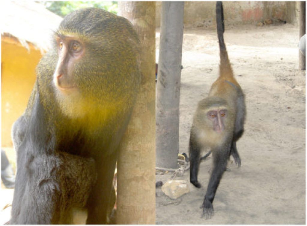 Научные открытия Lesula Monkey