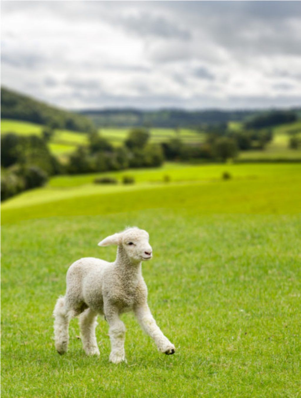 תגליות מדעיות של כבשים לתינוקות