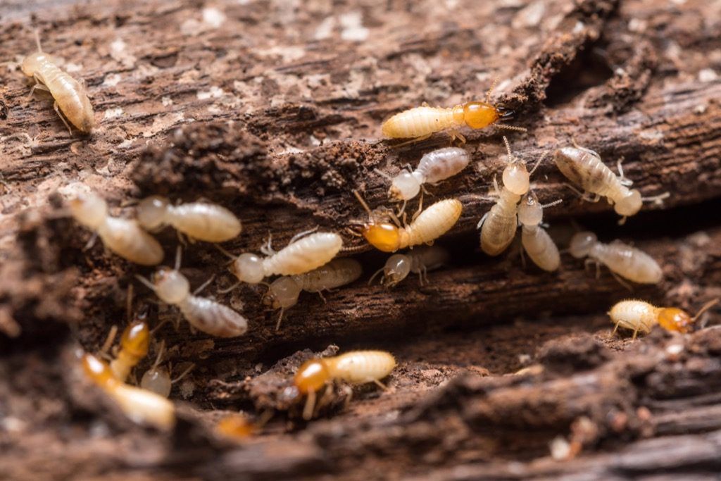Descoperiri științifice ale termitelor