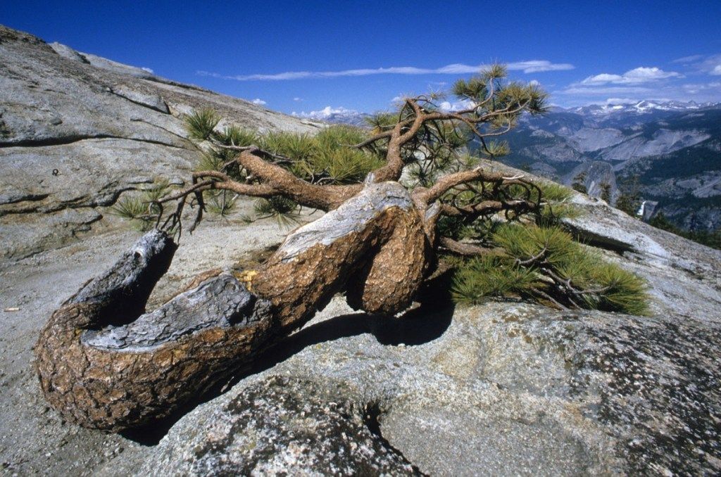 jeffrey pine sentinel dome parque nacional de yosemite sitios históricos que ya no existen