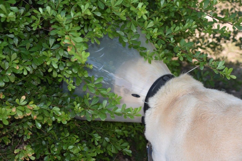 एक झाड़ी में घूरने वाले प्लास्टिक के कॉलर वाला कुत्ता
