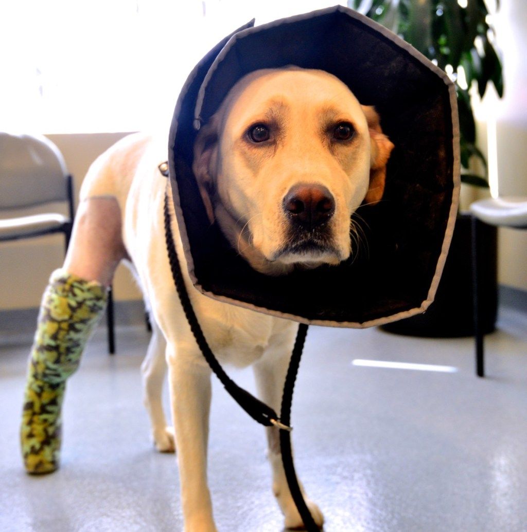 शंकु और टूटे पैर के साथ एक दुखी कुत्ता