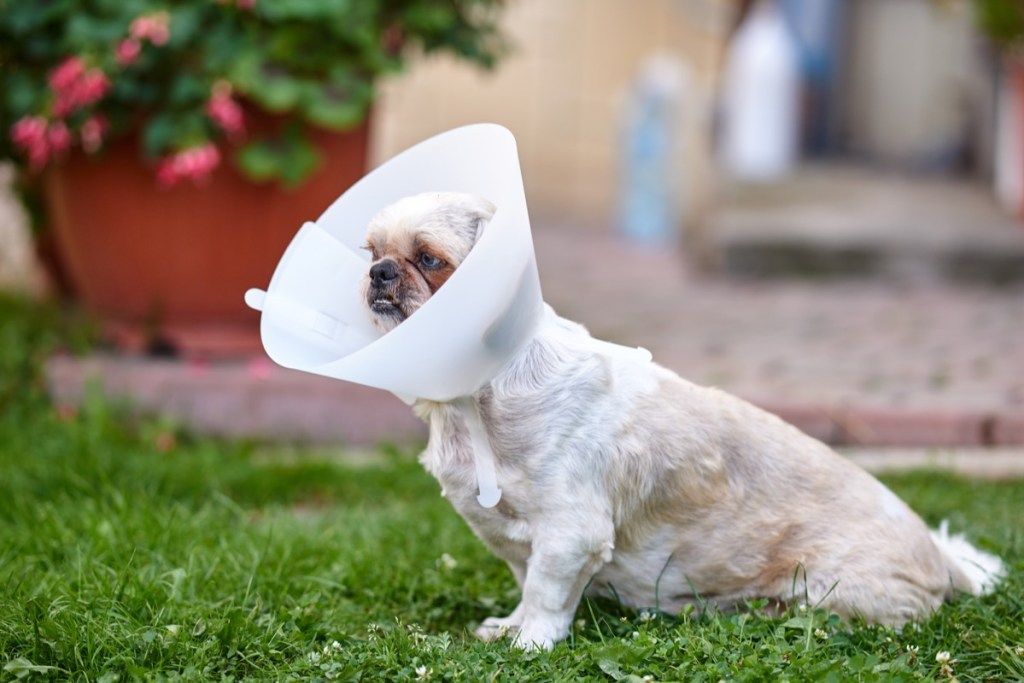 20 rozkošne nepríjemných fotografií psov, ktoré nosia šišky