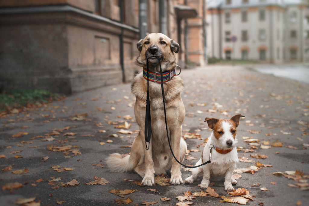 30 bilder som viser hvorfor eldre hunder er de beste
