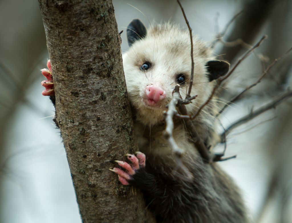 opossum dễ thương
