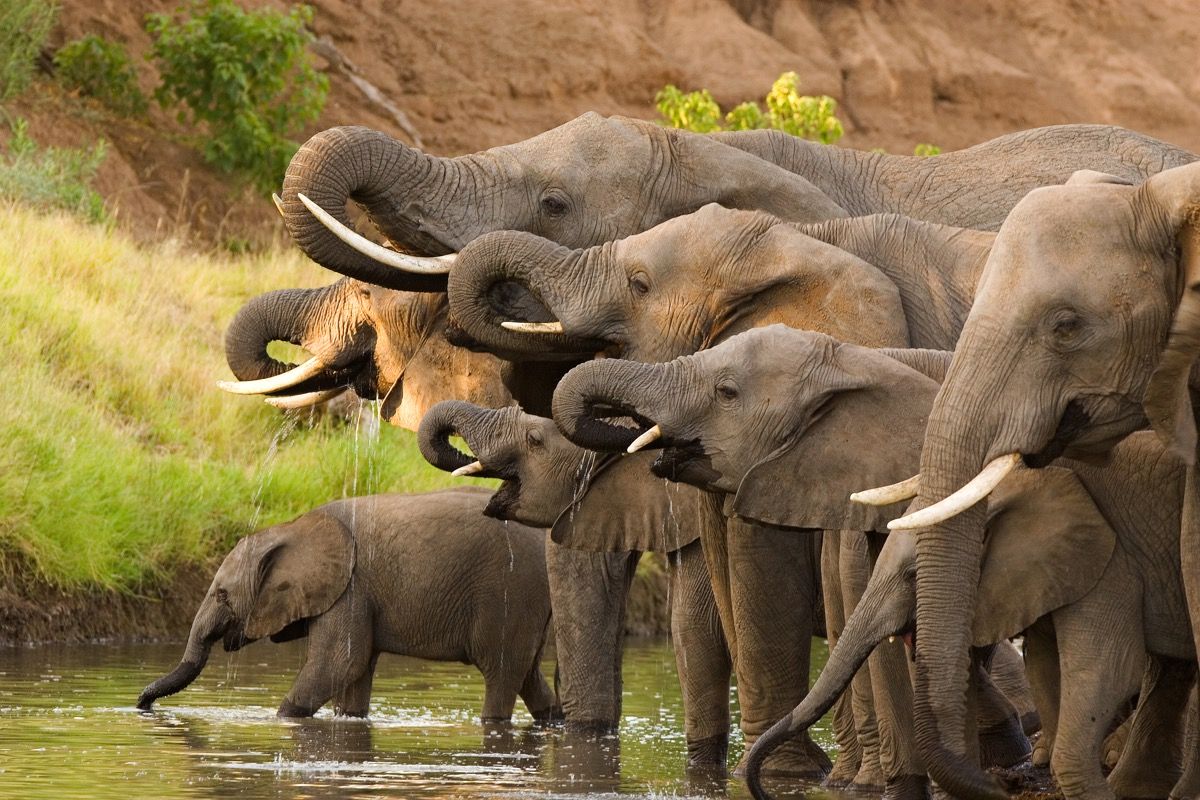 stado slonova