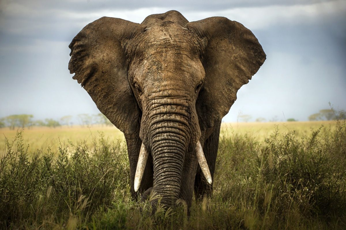 afrički slon