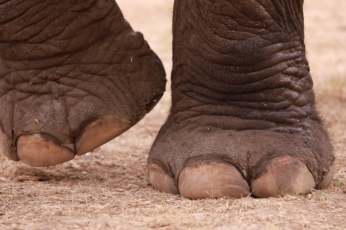 azijski slonovi prsti