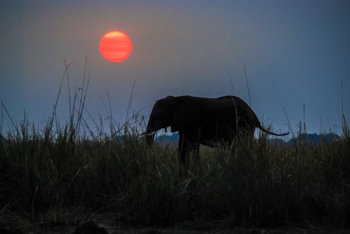 slon u zoru