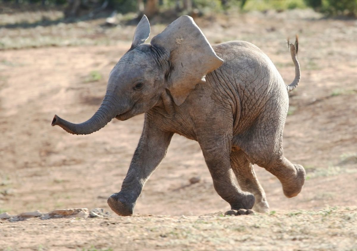 mala afrička slonica koja trči u vododerinu, šali se slon