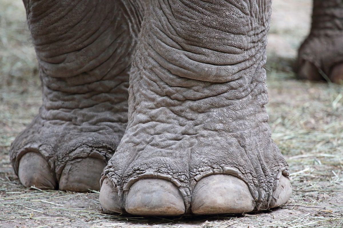 slonova noga