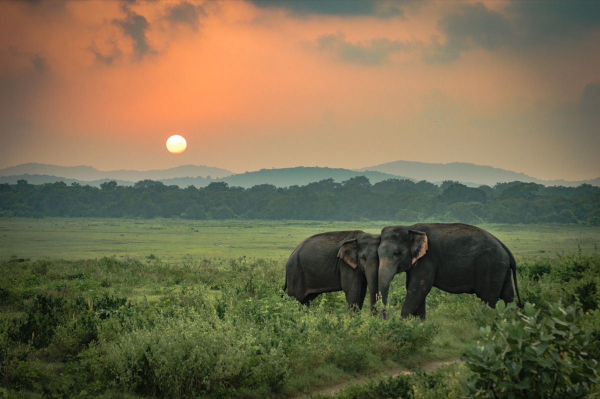 slonovi u zalasku sunca šale