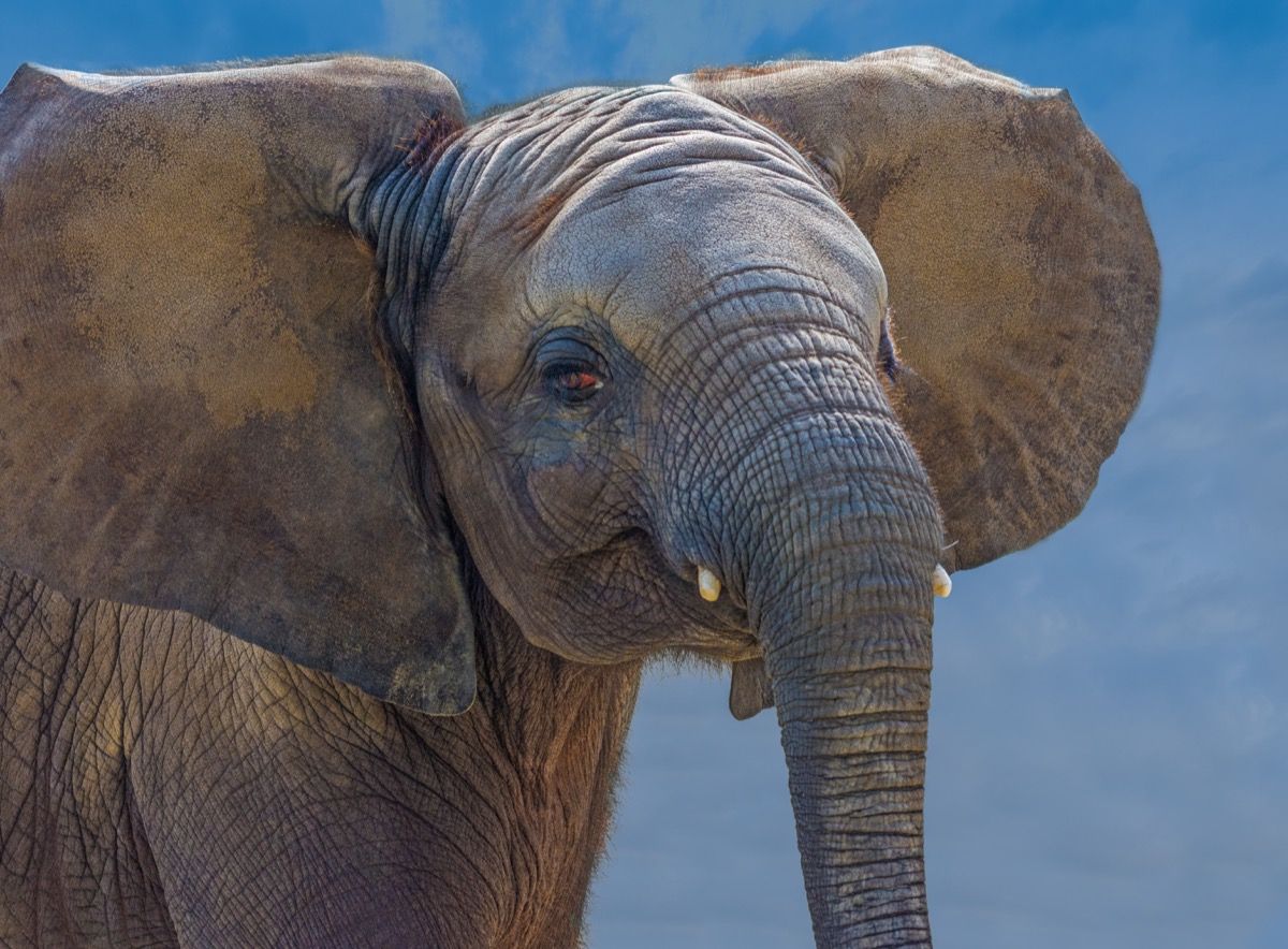 30 faktų apie dramblius, kurie jus nustebins
