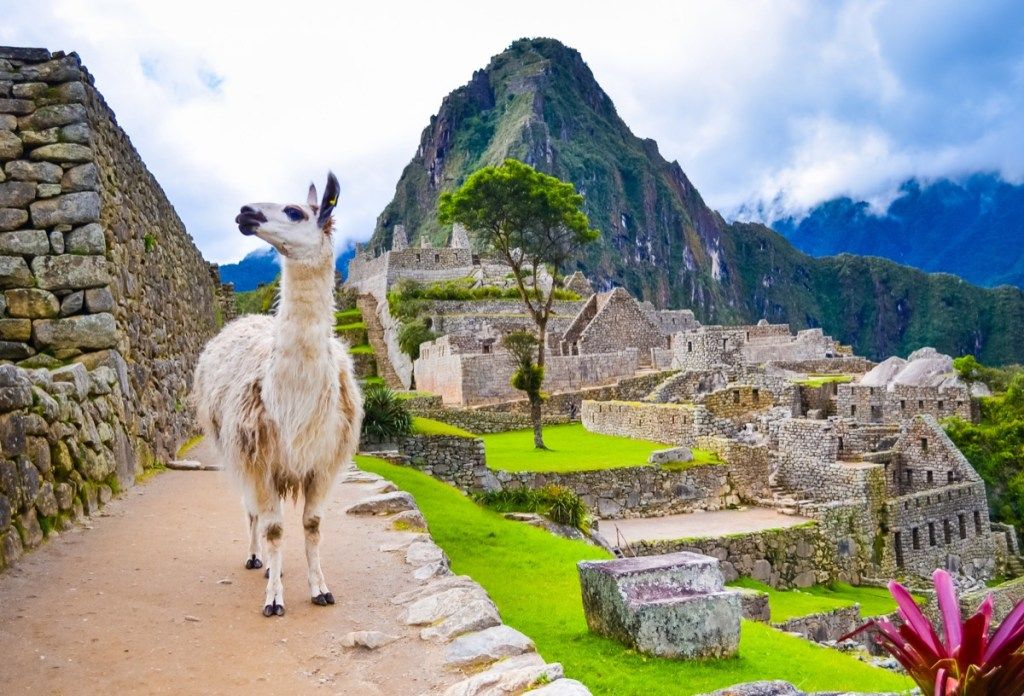 лама в Перу,