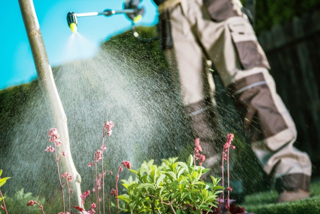 Hombre rociando insecticida en las plantas, que quiere ser millonario