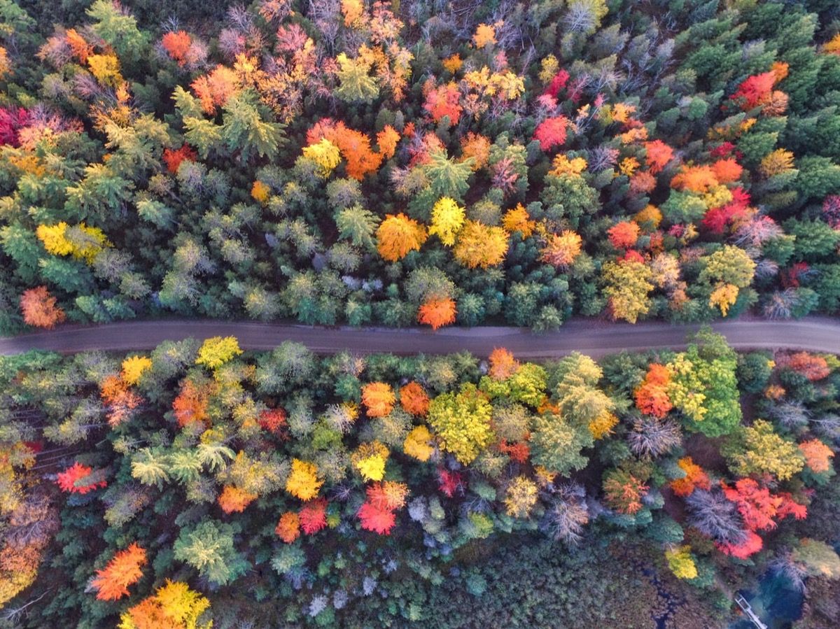 Fall Road, Grayling Michigan - Fotos de otoño