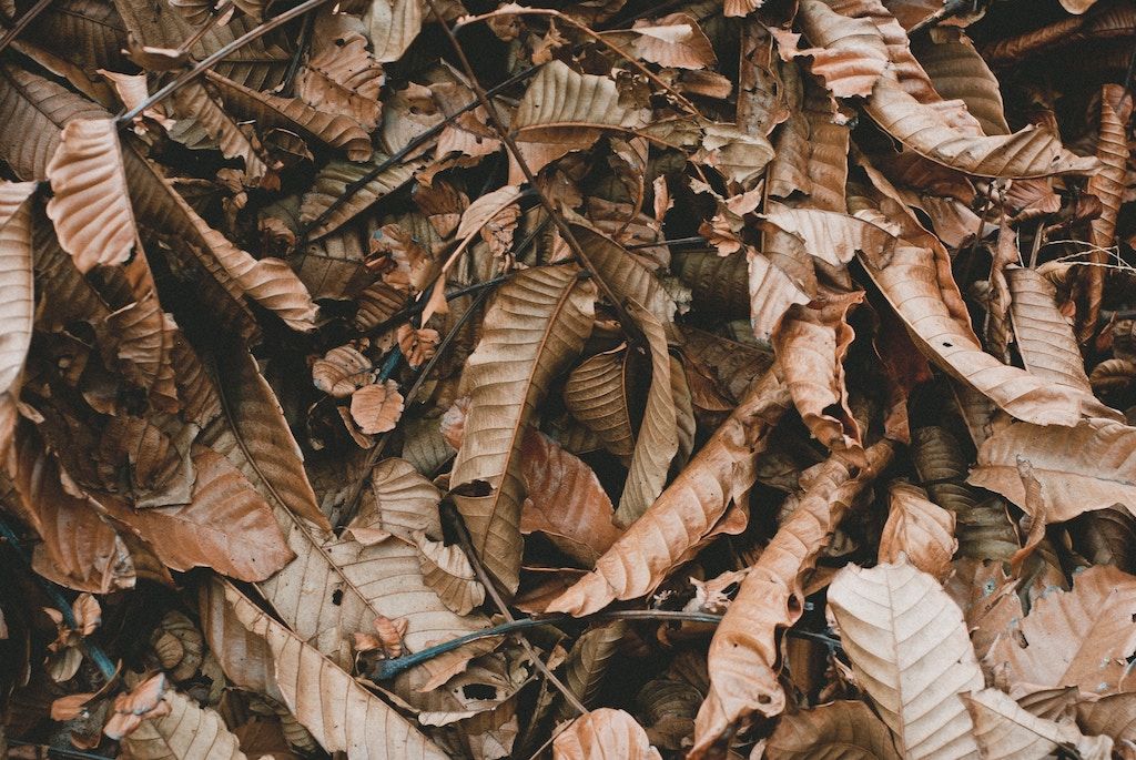 pila de hojas muertas