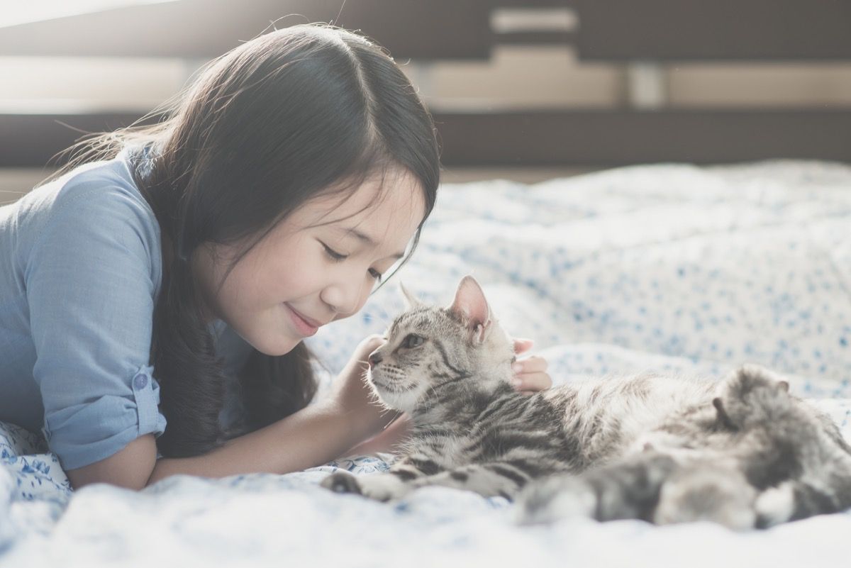 सुंदर एशियाई लड़की बिस्तर पर अमेरिकी छोटे बाल बिल्ली के साथ खेल रही है