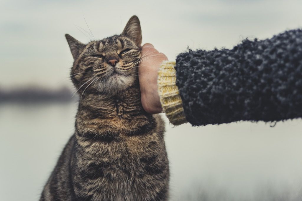 mačka koja se mazi s rukom vlasnika