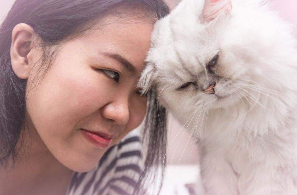 युवा एशियाई महिला अपने पालतू फारसी बिल्ली के साथ प्यार से सिर झुकाती है