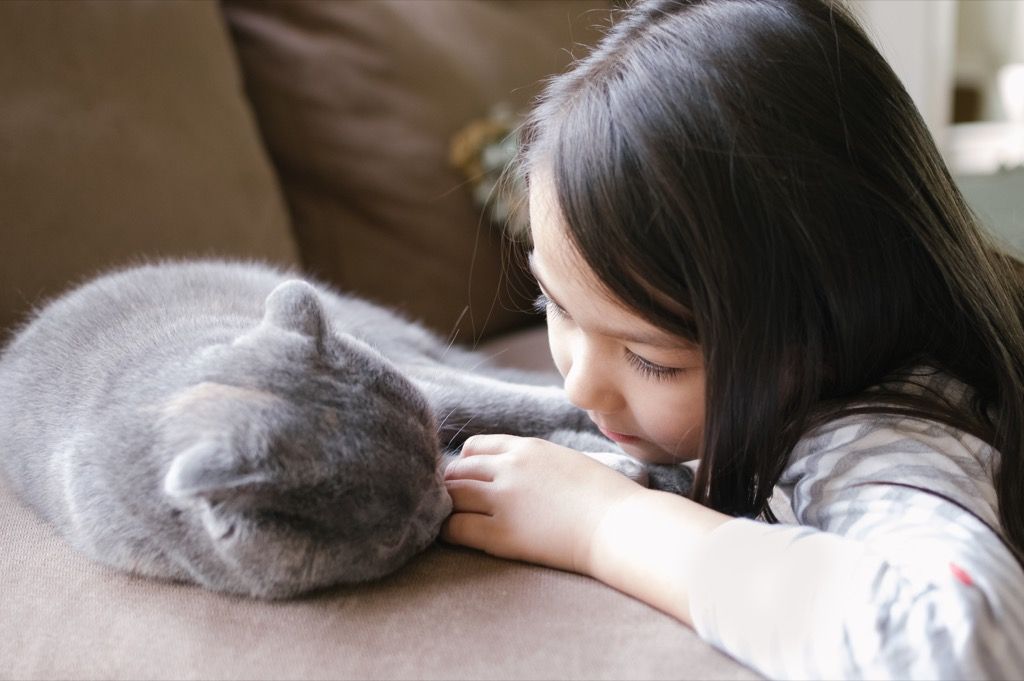 maža mergaitė pabūna su savo „Scottish Fold“ katinu. Jos ranka ir katė