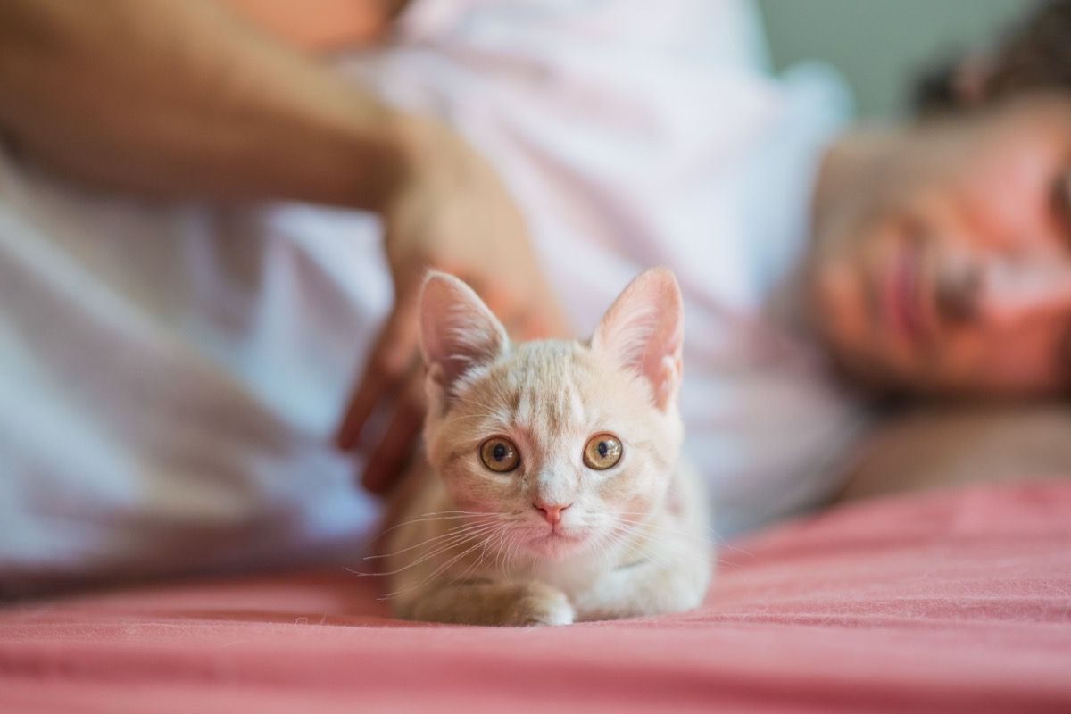 söpö pieni oranssi kissanpentu, jolla on vaaleanruskeat silmät, jotka makaavat ja katsovat kameraa, kun omistaja silittää häntä sängylle.