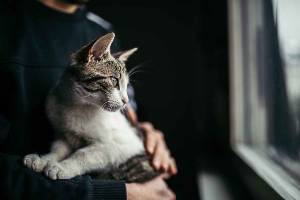 kaunis kissa käsissään omistajansa seisoo ikkunan luona kotona.