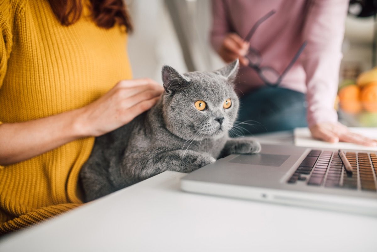 persialainen kissa makaamassa kannettavalla tietokoneella työtilassa