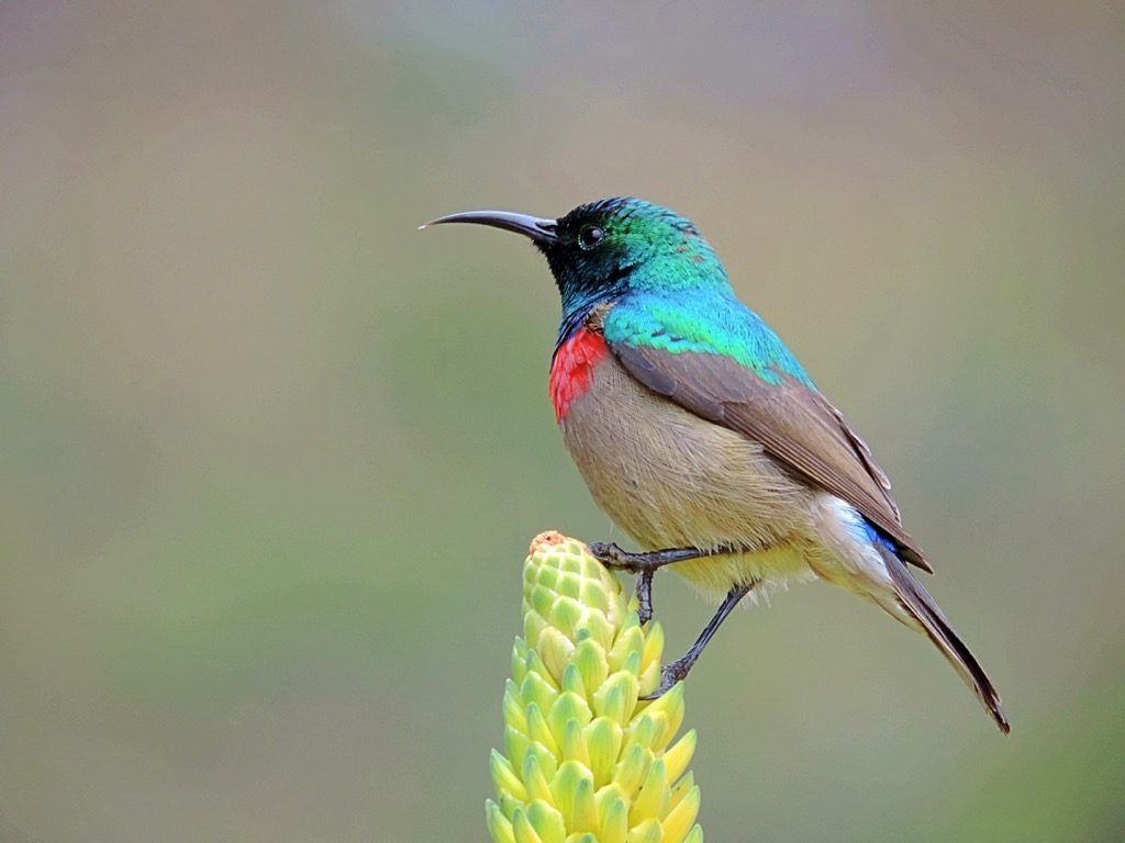kolibri pārsteidzoši fakti