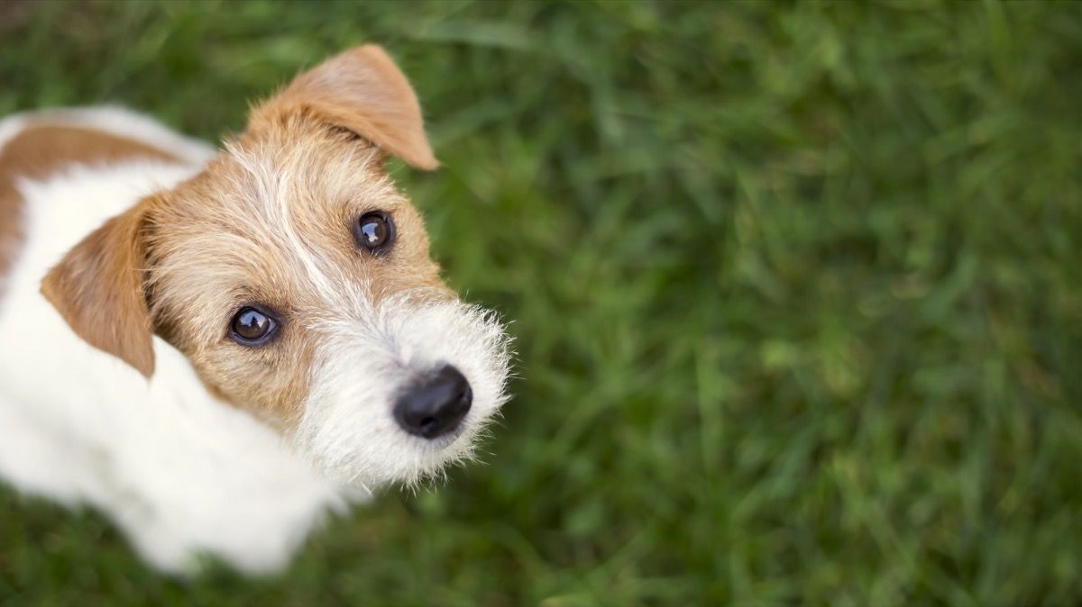 犬の顔-草の中を見てかわいい幸せなジャックラッセルペットの子犬、コピースペース付きのウェブバナー