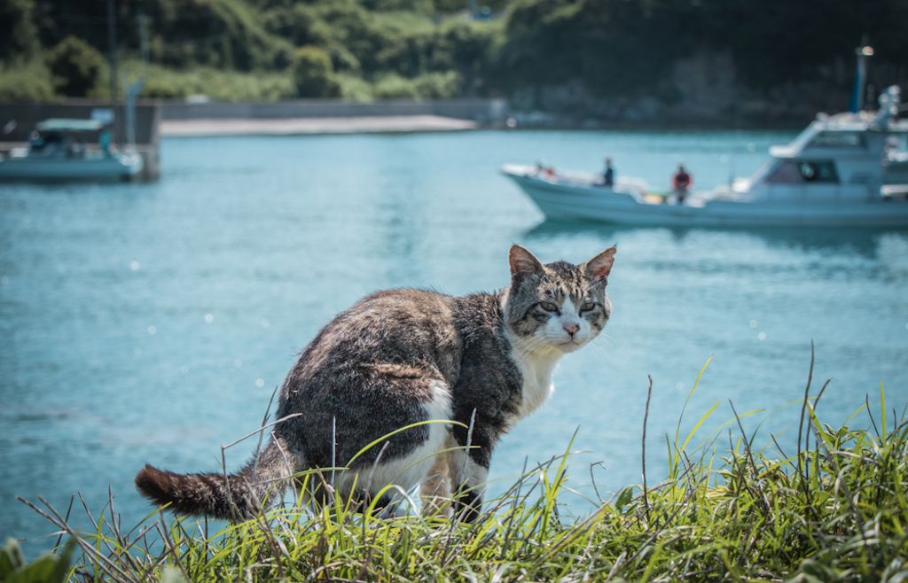 Aoishima Cat Island Japan