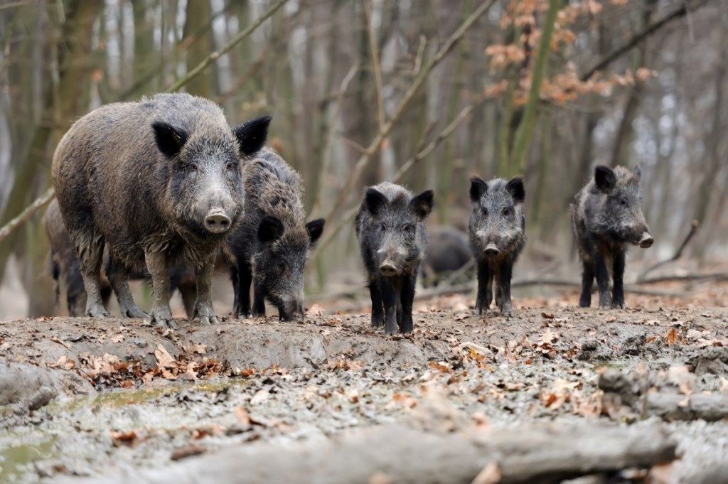 森の中を歩く野生の豚