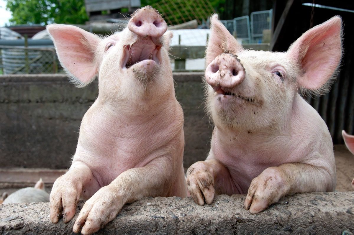 životinjske šale- svinje koje se smiju