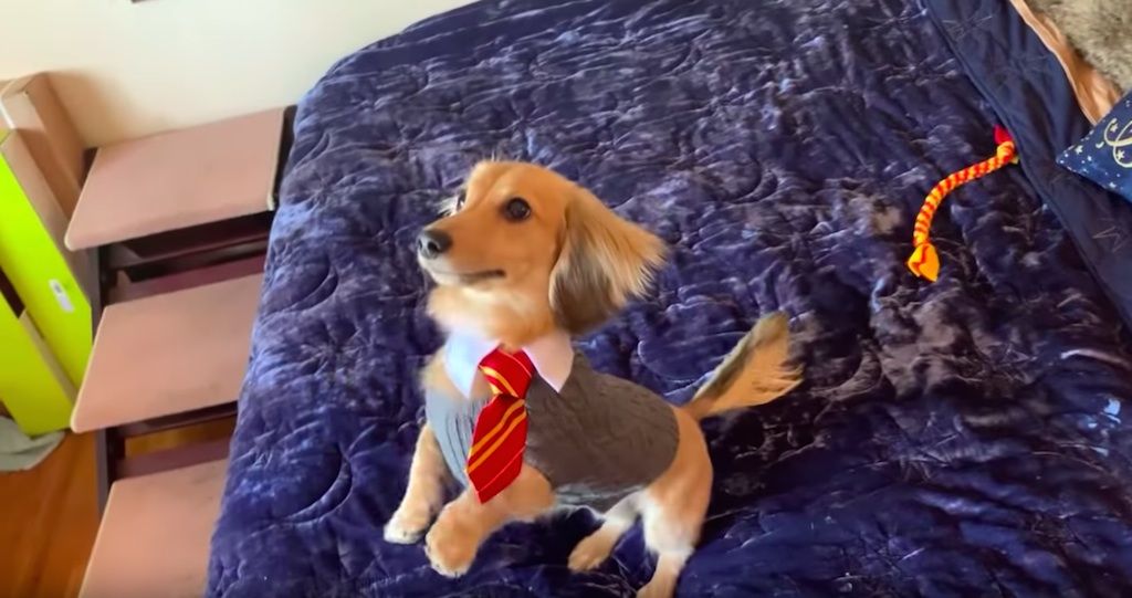 สุนัขพันธุ์ดัชชุนด์ที่น่ารักเชื่อฟังคำสั่งในธีมของแฮร์รี่พอตเตอร์ไปไวรัล