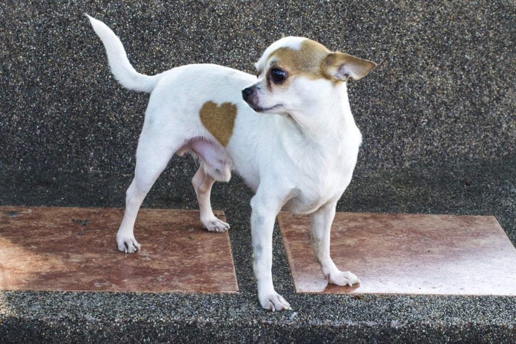 כלב קטן עם כתם לידה בצורת לב