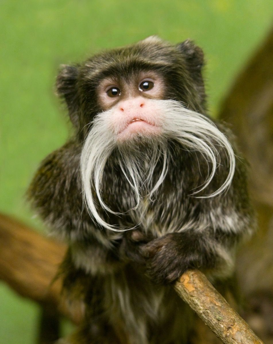 קוף תמרין קיסר עם שפם