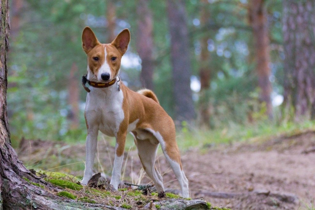 Куче Басенджи в гората