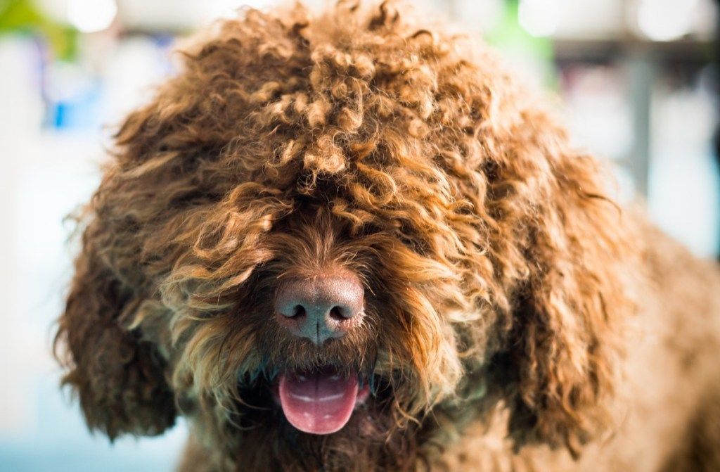 rudas barbeto šuo, žiūrintis į kamerą