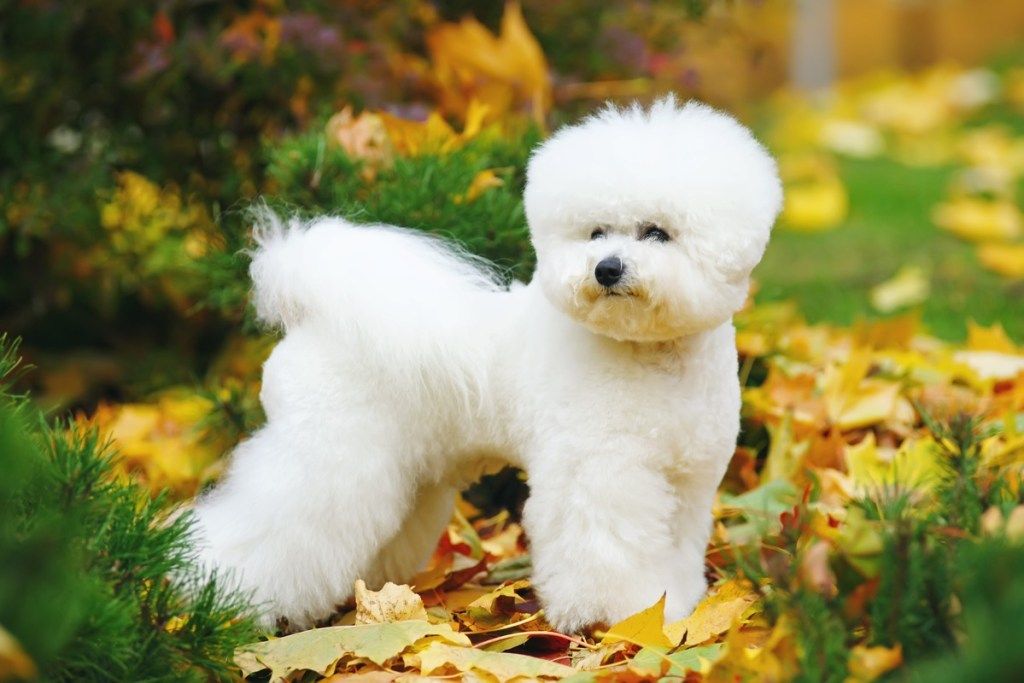 Perro Bichon Frise con un elegante corte de pelo permanecer al aire libre en las hojas caídas en otoño