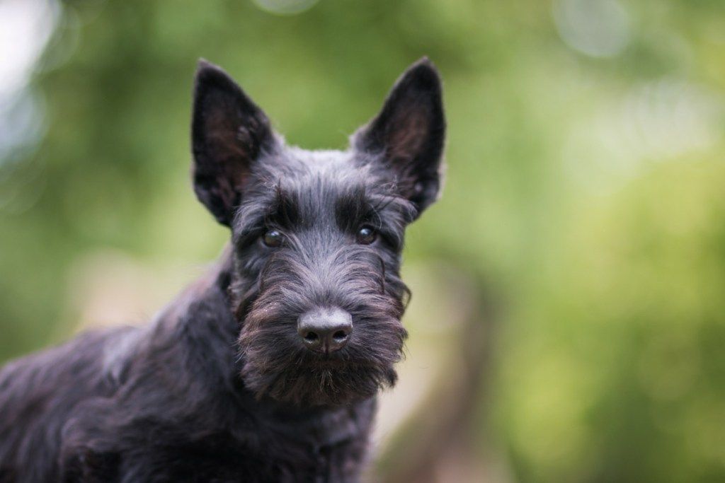 ลูกสุนัขพันธุ์สก็อตติชเทอร์เรียสีดำโพสท่าข้างนอกในช่วงฤดูร้อน ลูกเทอร์เรียที่อายุน้อยและน่ารัก - ภาพ