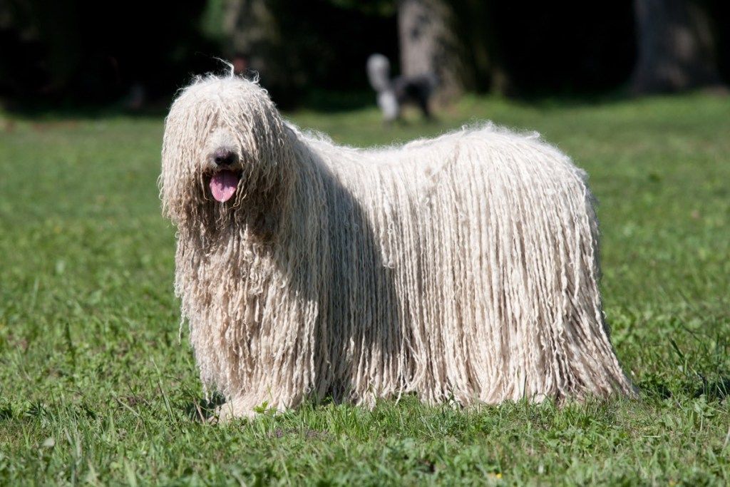 Комондор (унгарско овчарско куче) позира в парка