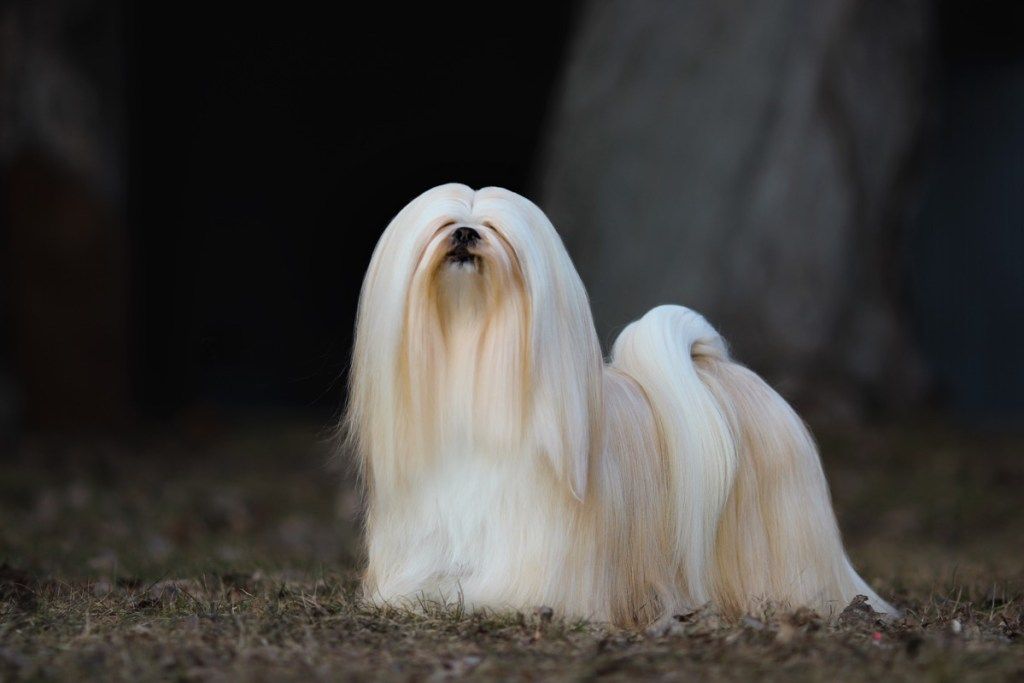 Lhasa apso pes z dolgimi belimi lasmi, ki stoji v travi