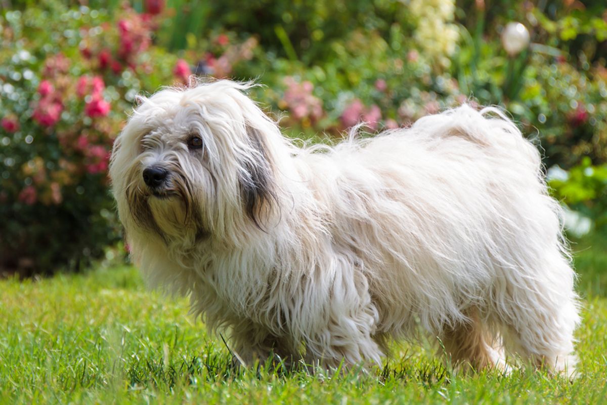 כלב coton du tulear, לבן קטן עם שיער ארוך, עומד בדשא עם פרחים ברקע